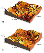 Figure 2: Representative AFM topographical images of (a) CSP and (b) SSP samples