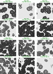 Figure 4: Correct image predictions