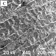 Fig 5: SEM macrographs of pit sites at the specimen surface of aluminium alloys. A 